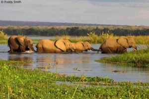 Elephants Crossing river