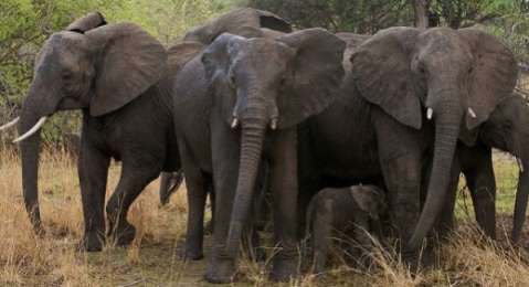elephants Luangwa