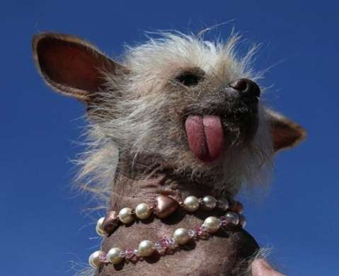 Ugly ... Josie a Chinese Crested
