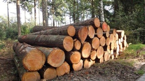 Govt. confiscates 249 ‘ mukula’ logs in Lundazi District | Lusaka Voice