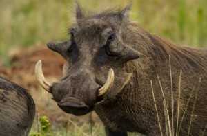 warthog,