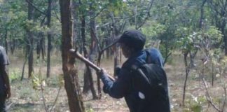 Cutting Tree for Charcoal