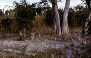 Alice Lenshina's village razed to the ground