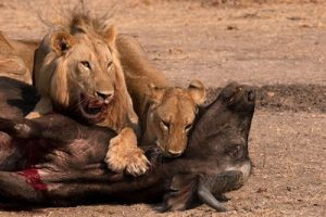 Lion Luangwa