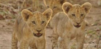 Lion cubs - South Luangwa