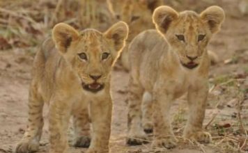 Lion cubs - South Luangwa