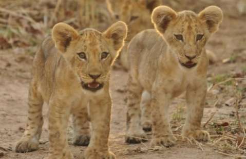 Lion cubs - South Luangwa