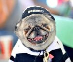 Grin … Grovie the pug at the competition in Petaluma