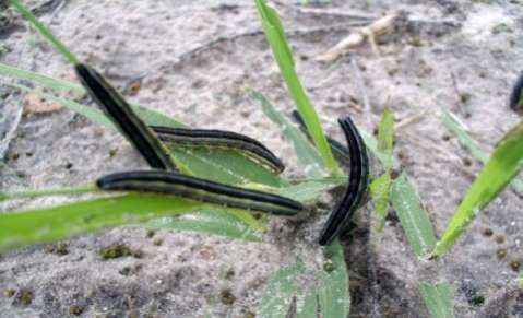 armyworm-zambia
