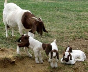 boer breeding goats