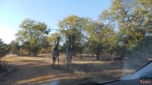 Musi-o-tunya national park - Livingstone, Zambia July 2013 Pre-UNWTO in Pictures