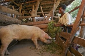 maize bran shortage