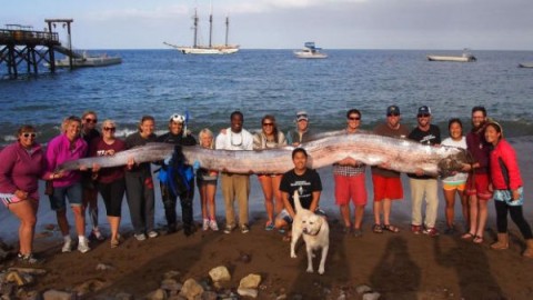 18-foot-long oarfish that was found in the waters of Toyon Bay on Santa Catalina Island, Calif. A marine science instructor snorkeling off the Southern California coast spotted the silvery carcass of the 18-foot-long, serpent-like oarfish