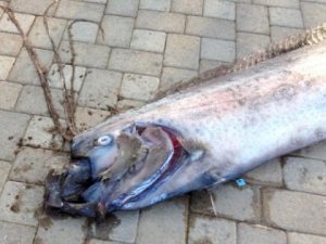 Giant sea creature found off Calif.