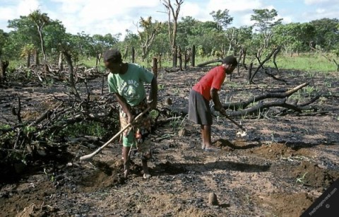 africa agriculture land horizontal zambia environment subsistence farming children working their field after burning trees vegetation