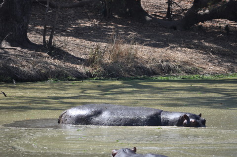 Hippos Hippopotamus Animal Wildlife South Luangwa