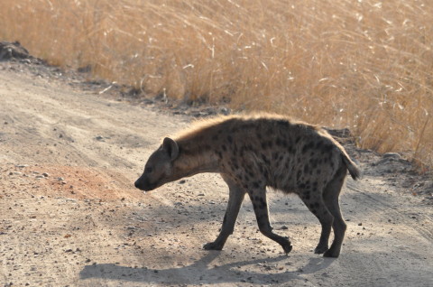 Hyena Animal Zambia South Luangwa Wildlife