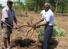 Food Security through improving agriculture. Some people call it Conservation Farming, Lundazi, 2011.jpg