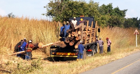 Zambian timber loggers complain the Chinese are slicing through their heritage. Photo - EddiE Mwanaleza