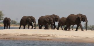 Elephants crossing the Lower Zambezi River