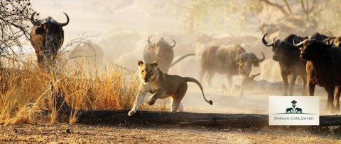 Norman Carr Safaris - Lion.jpg