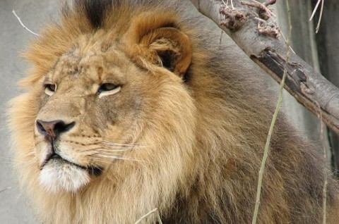 lion endangered