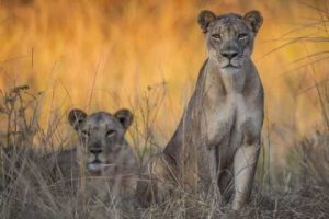 Local children live next to a game park but many have never seen a lion, giraffe or impala. (Photograph by Marcus and Kate Westberg)