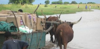 During the rainy season, an ox cart is the only reliable way to get health commodities across the flooded plains to rural health centers in Zambia’s Western province. Photo Credit: USAID/Zambia