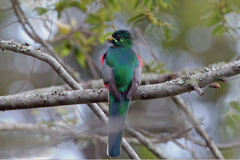 The Narina trogon is also present in the Lower Zambezi National Park. Photo by: Patty McGann