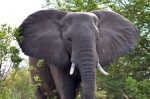 elephant in the Lower Zambezi National Park.jpg