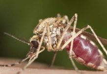 malaria