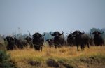 Buffalo in North Luangwa National Park