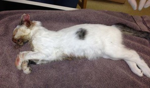 UK Woman microwaves cat for eating her goldfish gets 14 week