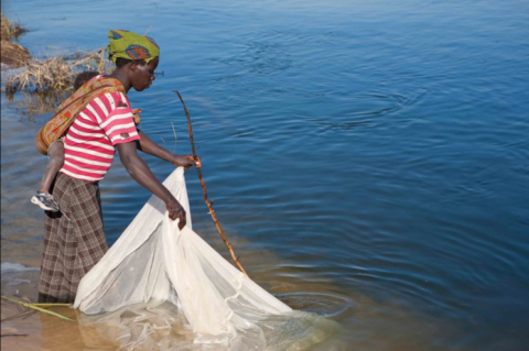 A women fishes using mosquito netting in the Zambezi