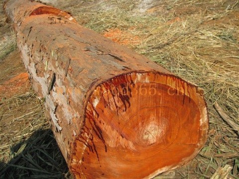 Mukula tree timber