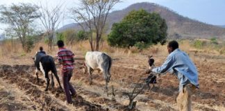 Conservation Farming in Zambia