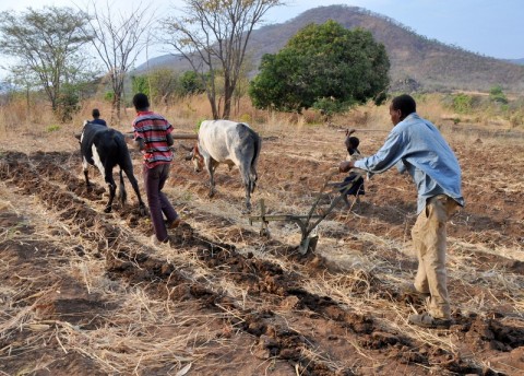 Conservation Farming in Zambia
