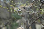 Female-kudu-browsing