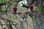 Female-kudu-ears