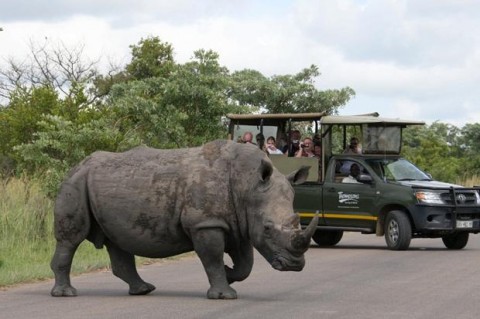 Rhino, Tristan McConnell Nairobi