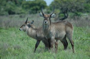 Waterbuck