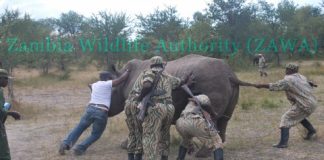 Zambia Wildlife Authority ZAWA