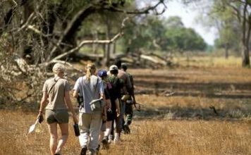 A general file photo of a walking safari in the South Luangwa National Park. The couple, who live in Monte Carlo, are seeking compensation in excess of £300,000