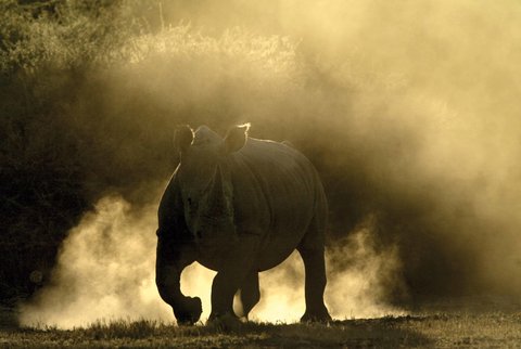 A rhino in the Okavango Delta in Botswana.