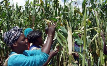 Workers tend to the maize crops on Millers Farm Lusaka, in Zambia, March 17, 2003. An initiative from the International Fund for Agricultural development helps female farmers in Zambia with HIV raise goats. Salim Henry:AP:File