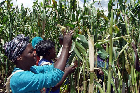 Workers tend to the maize crops on Millers Farm Lusaka, in Zambia, March 17, 2003. An initiative from the International Fund for Agricultural development helps female farmers in Zambia with HIV raise goats. Salim Henry:AP:File