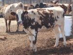 6  ‘Loan a Cow’ selected breed to be given to the farmers