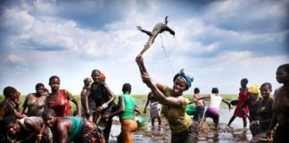 A woman kills a water monitor lizard while clearing weeds with machetes on the Barotse flood plain, Zambia, on 18 November 2012