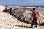 In this photo provided by The Riverhead Foundation, authorities investigate the death of a 58-foot finback whale that washed ashore on an eastern Long Island beach in Shirley, N.Y., Thursday, Oct. 9, 2014.