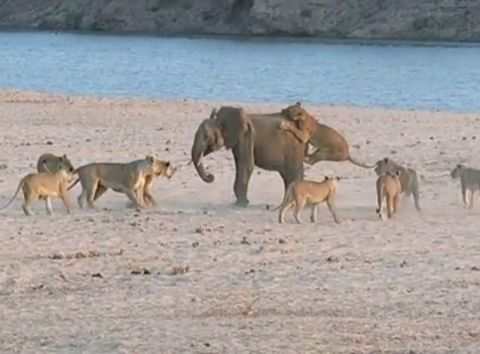 Baby elephant fights off pack of vicious lions